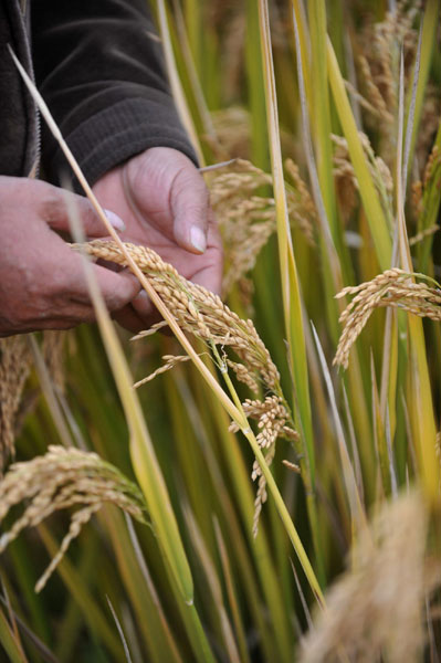 Super rice breaks world record