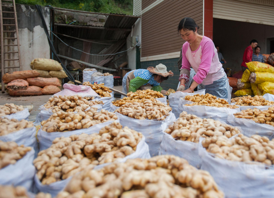 Seeking customers for ginger