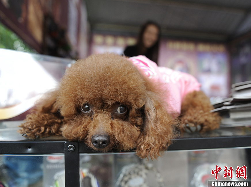 Puppies become big star of exhibition in NE China