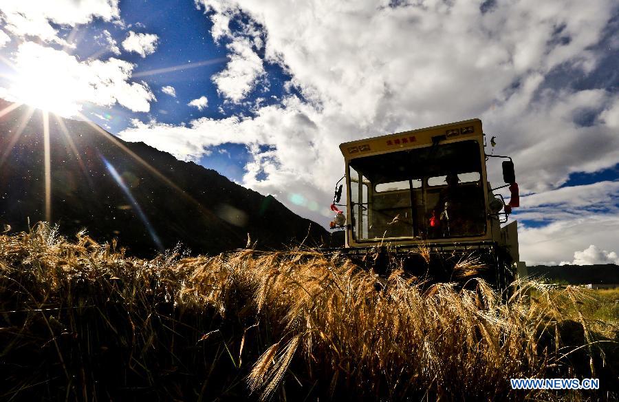 Tibet expected to witness bumper harvest