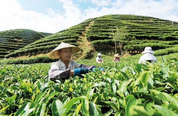 Testing time for China's tea growers