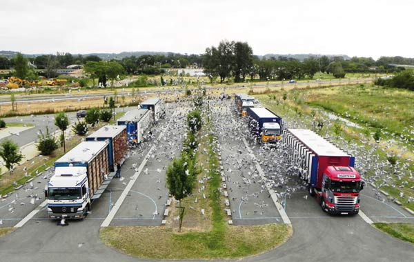 Bolt from the blue as pigeons race eastward