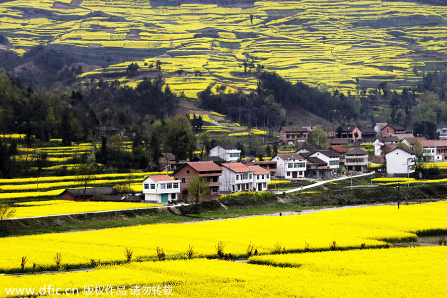 Top 10 canola flower attractions in China