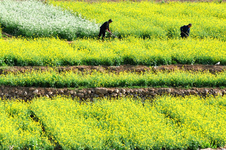 Chinese farmers busy with farming as summer comes
