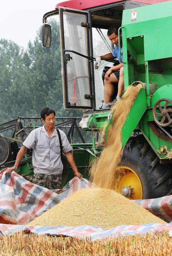 Reaping the wheat harvest in Henan