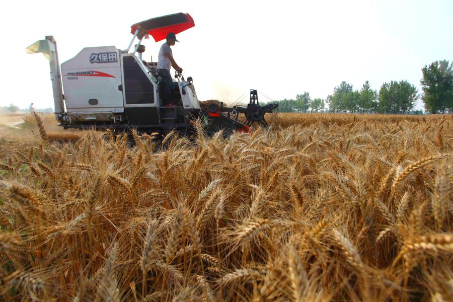 Reaping the wheat harvest in Henan