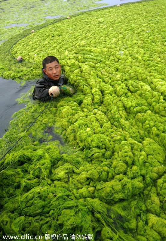 Chinese aquaculturist fights algea outburst