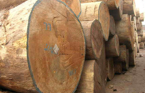 Domestic demand strengthens US hardwood sector