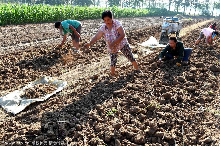 TCM harvesting in East China