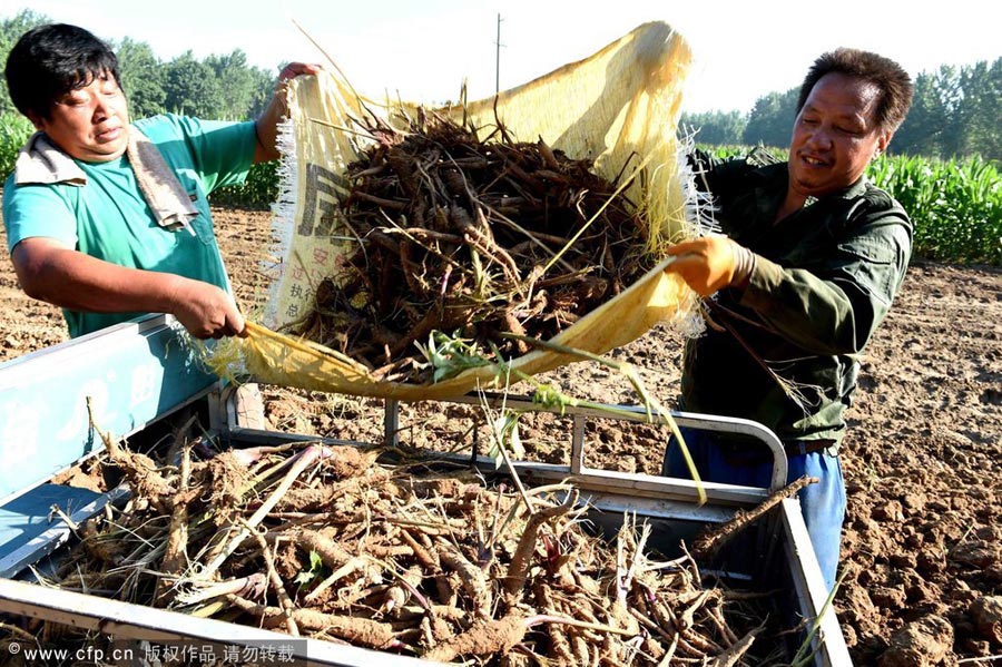 TCM harvesting in East China