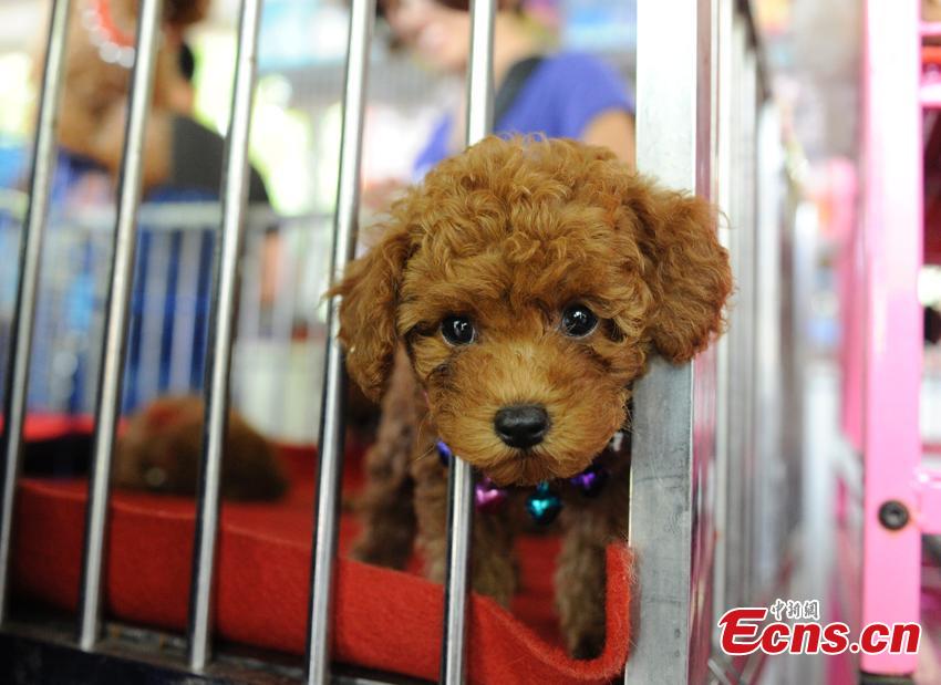 Cute pets at agricultural fair in Changchun