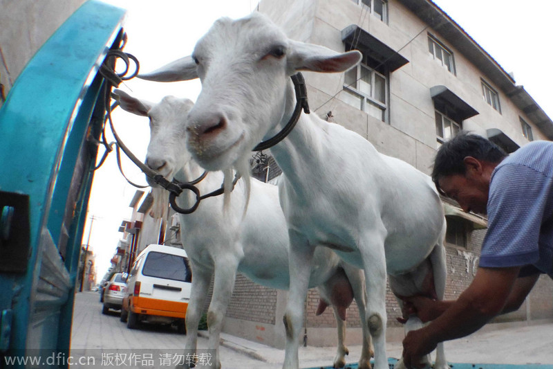 Farmer sells on-site goat milk in Shanxi