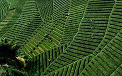 Tea export from Guizhou hits $10b in H1