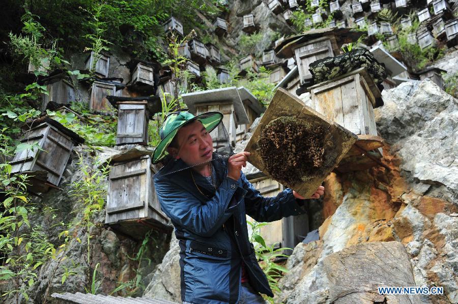 Beekeeping in Shennongjia nature reserve in Central China