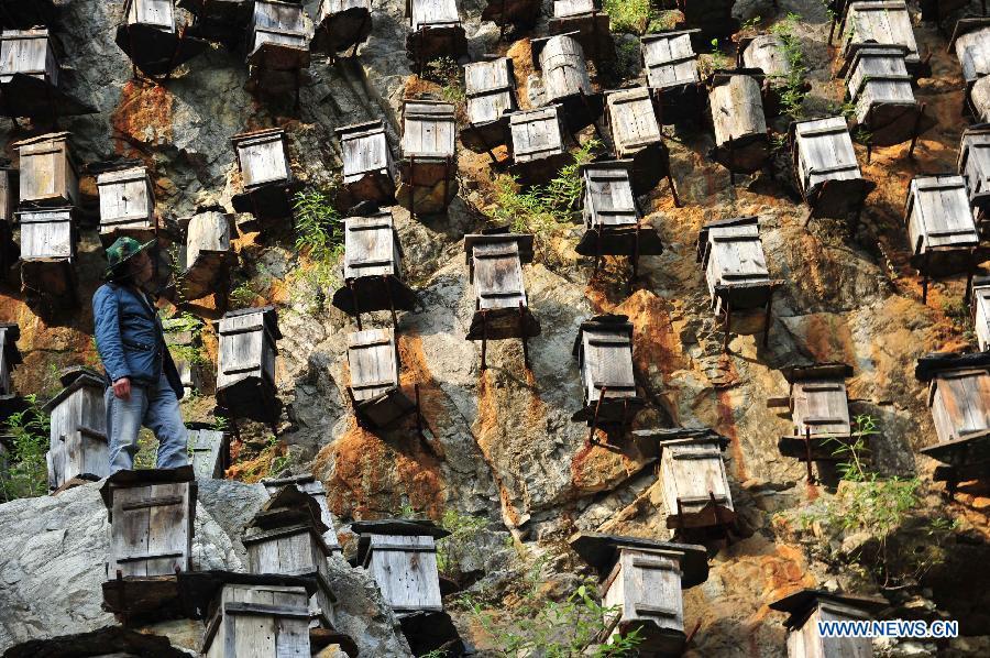 Beekeeping in Shennongjia nature reserve in Central China