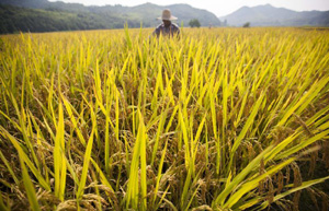 China to return sloping farmland to forestry