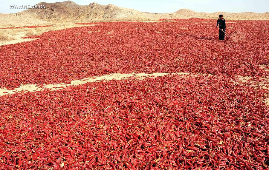 Harvest season for Chinese farmers