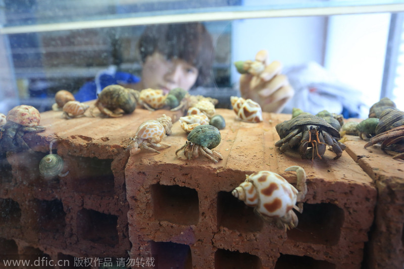 Jellyfish, hermit crabs turn pets