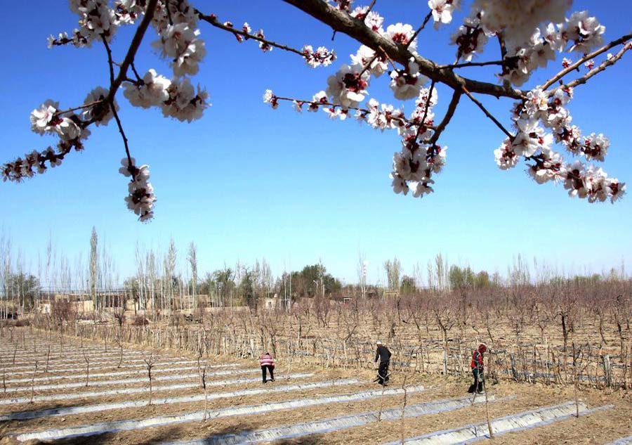 Chinese farmers plough their lands for spring
