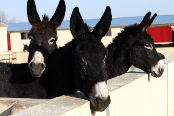 Donkeys offer new source of wealth