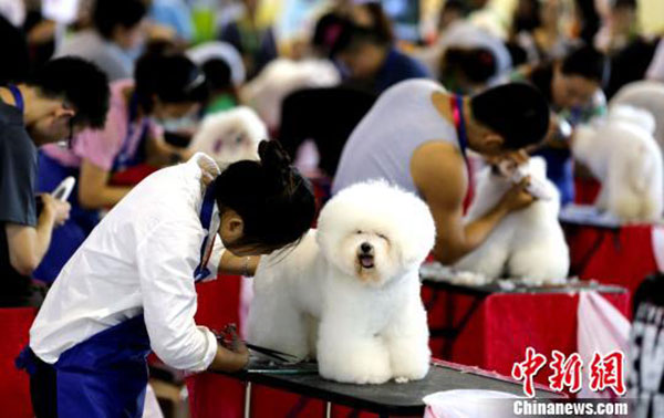 Pet groomers become popular jobs