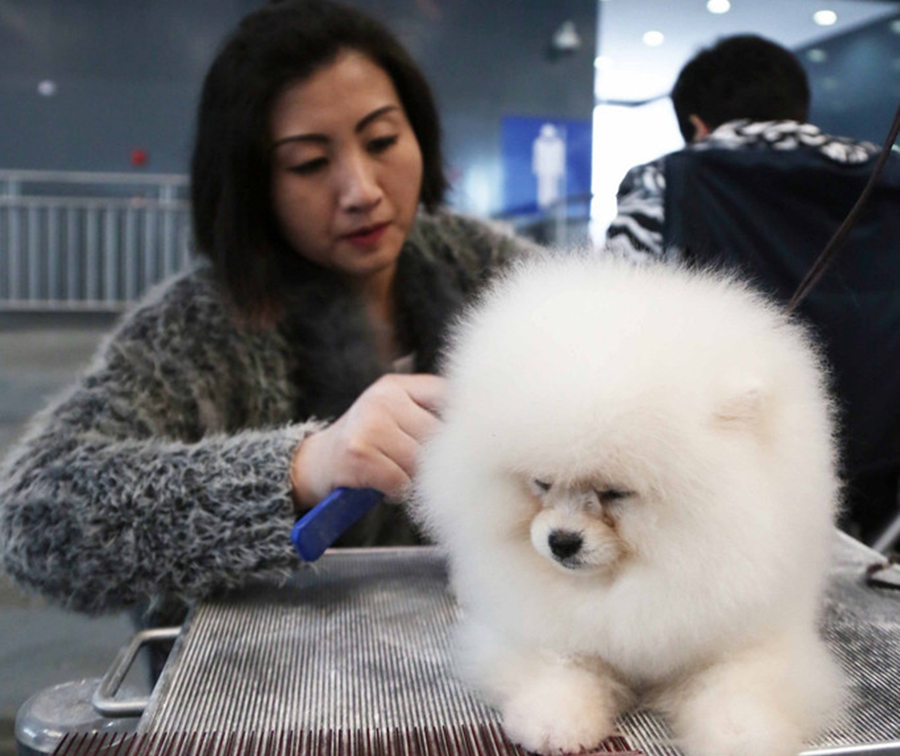 Pet care points to a rewarding career track