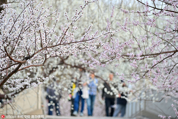 'Flower tours' blossom across China