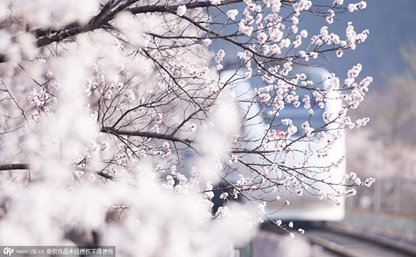 'Flower tours' blossom across China