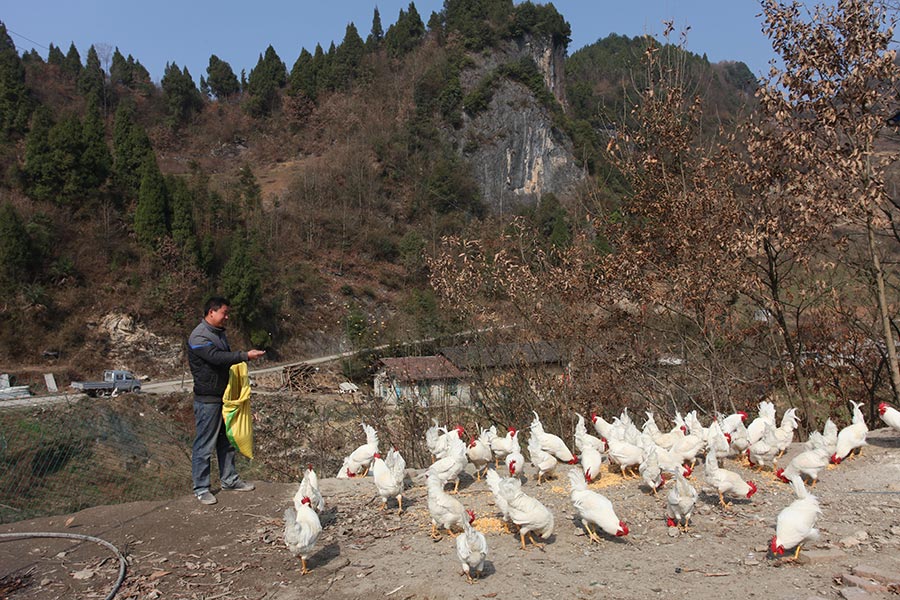 Migrant couple returns to hometown to raise chickens
