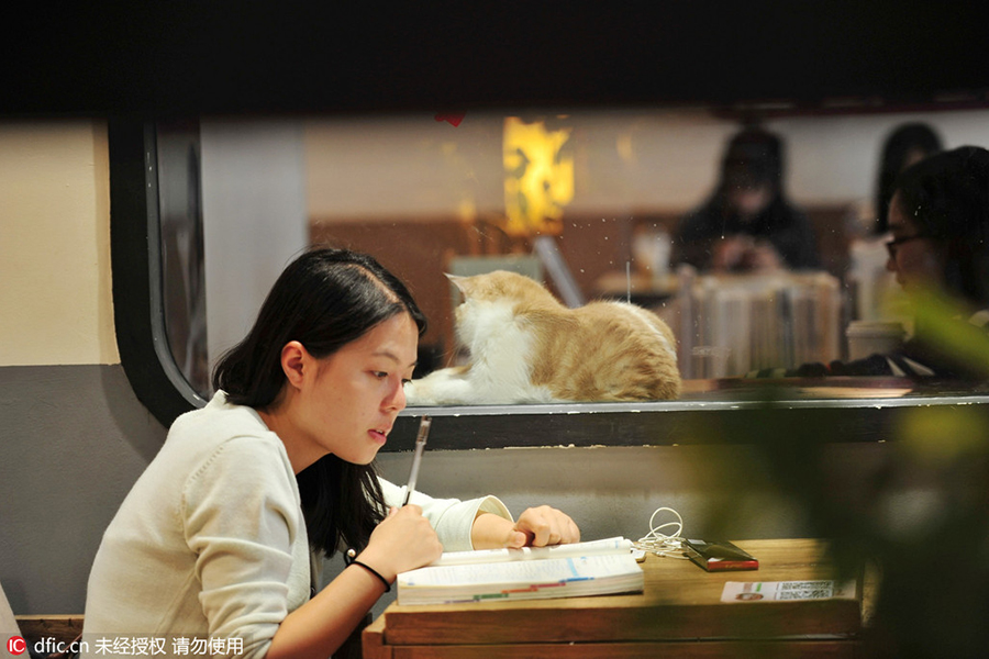 Purr-fect store: Read books as cats nap on your lap