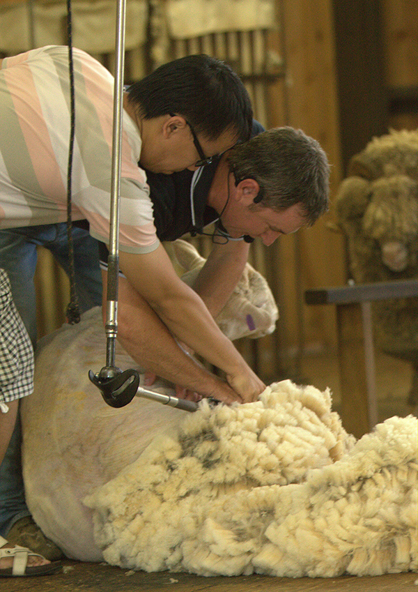 China's wool tycoon in rescue act Down Under