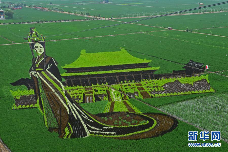 Paintings on paddy fields in Shenyang, NE China