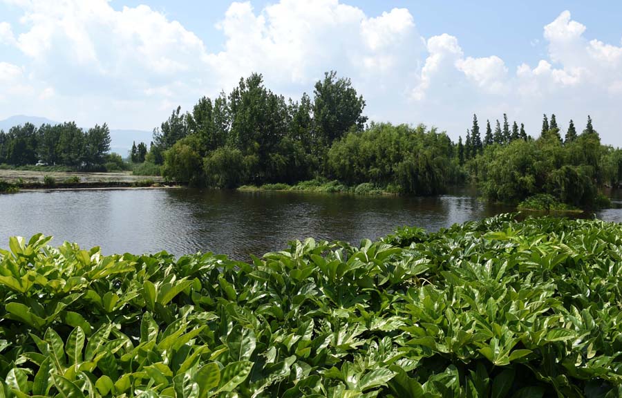 Wetland helps preserve ecology of Dianchi Lake