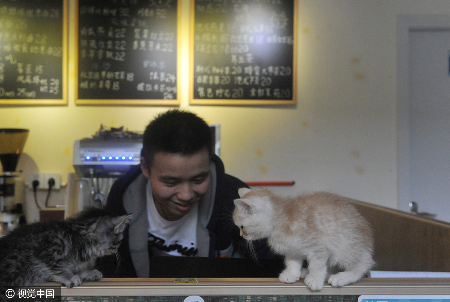 University students run cat-themed café in Hangzhou