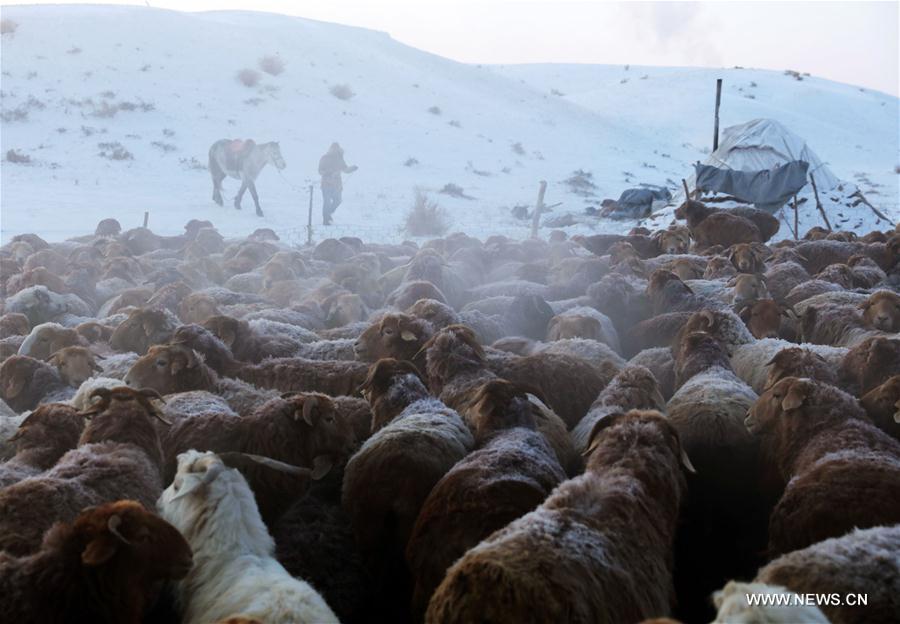 Daily life of herdsmen in Xinjiang's Altay