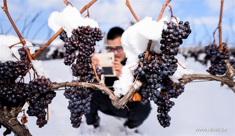 NE China encourages research and development of ice wine industry