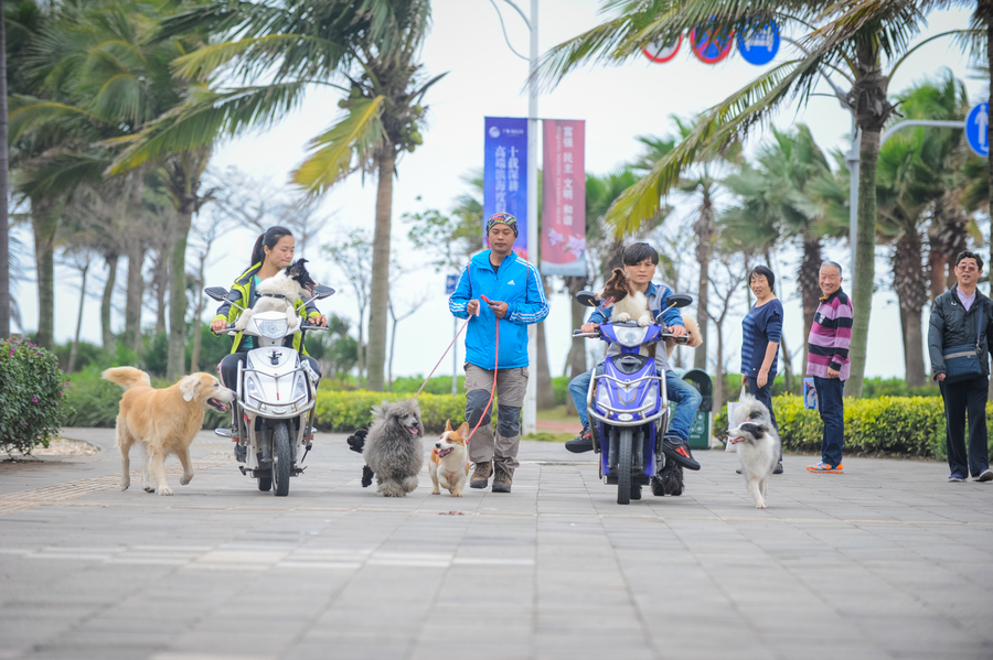 Paid dog walkers are a dog's best friend