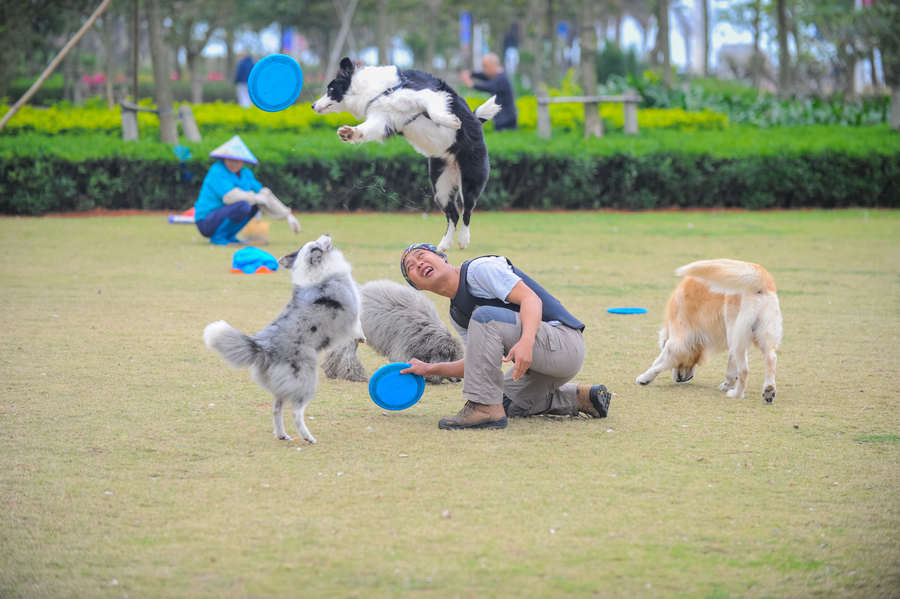 Paid dog walkers are a dog's best friend