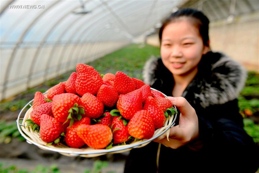 Ecofarms established to boost economy in North China's villages