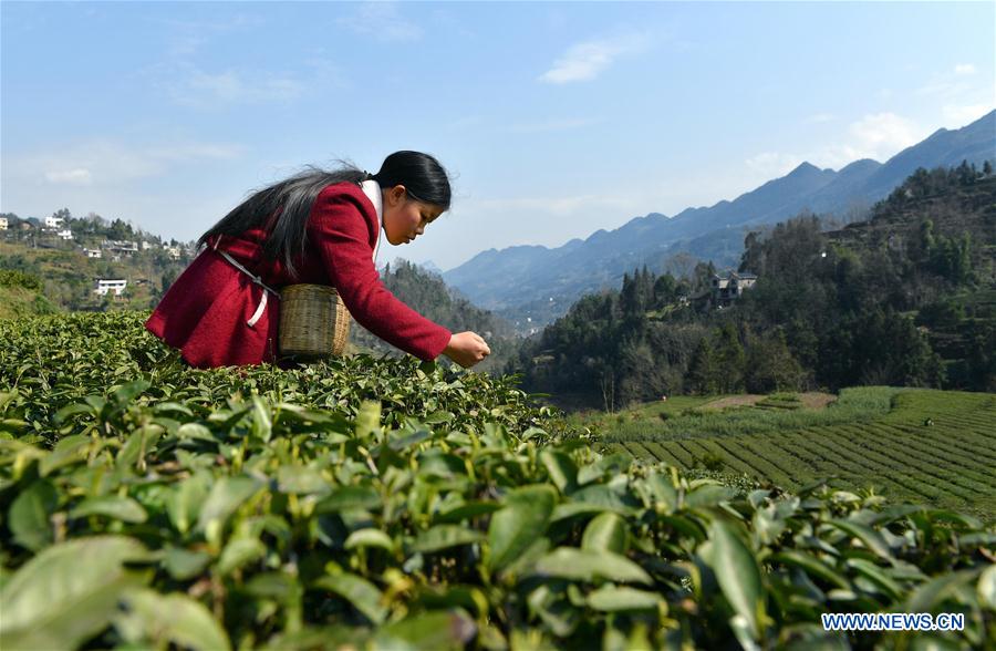 Villagers pick tea leaves in China's Hubei