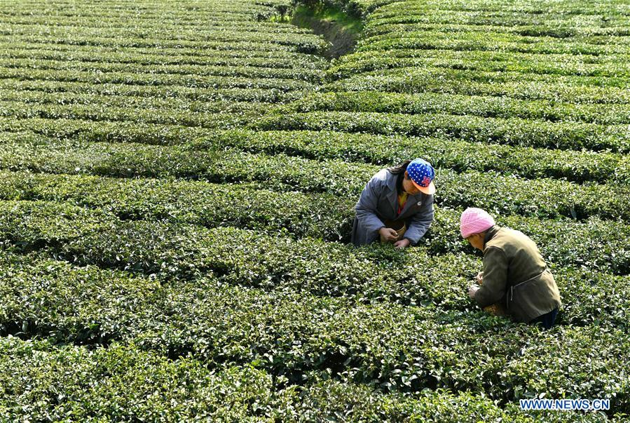 Villagers pick tea leaves in China's Hubei