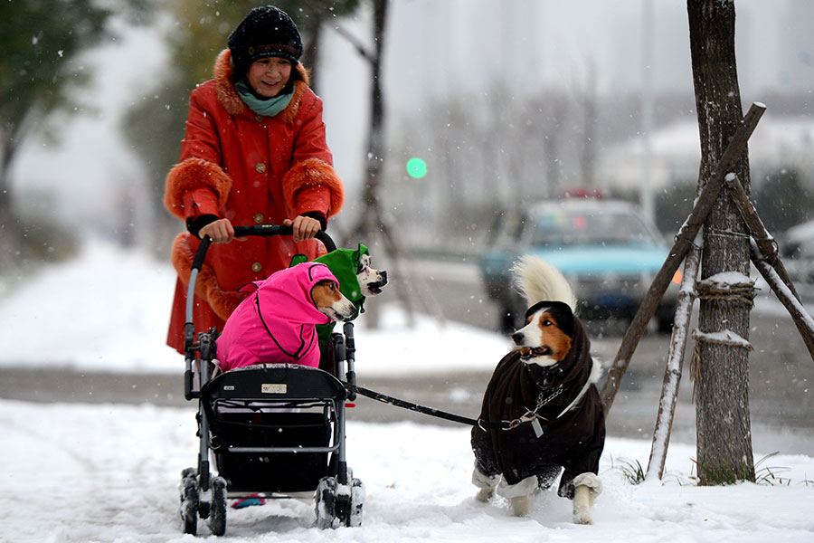 Pets that travel in style