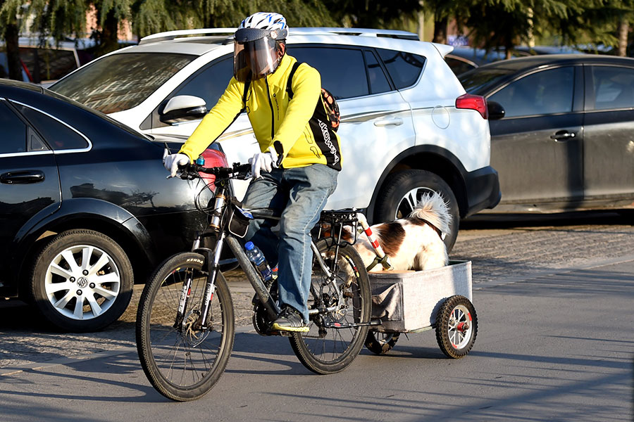 Pets that travel in style