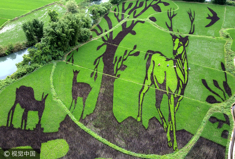 Are these paddy fields or paintings?