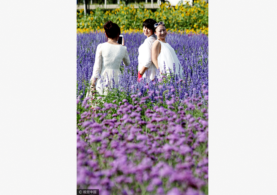 Graduate brings sweet smell of lavender to North China