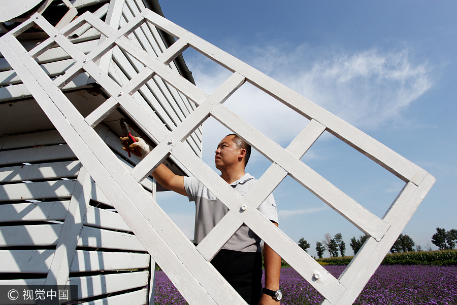 Graduate brings sweet smell of lavender to North China