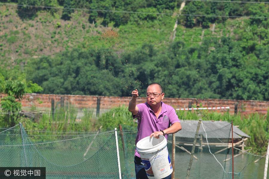 Tsinghua graduate turns spoon sturgeon breeding a money-making business