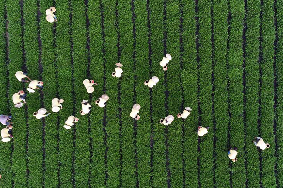 Farmers welcome harvest season across China