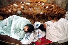 Chicken vendors sleeping near their chickens at a fowl market in Shanghai, China, in this Friday Oct. 21, 2005 file photo. China on Tuesday, Aug. 8, 2006 confirmed that a man died of bird flu in 2003, two years before the country reported its first human case of the disease. The 24-year-old soldier became ill in November 2003, and the Health Ministry said in a statement on its Web site that it has 'confirmed the case of H5N1. (AP 
