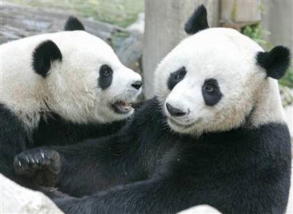 This file photo dated 03 September, 2005 shows two giant pandas on loan to Thailand from China, Chuang Chuang and Lin Hui, playing together as they stay at Chiang Mai Zoo in northern Thailand. An official said 14 November 2006 that a Thai zoo will show its star residents, a pair of young giant pandas, 